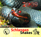 2009年ドイツ製ヘビのカレンダー
