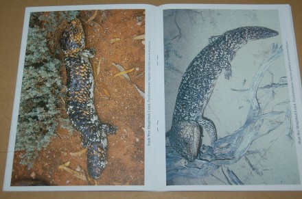 動植物関連書籍 爬虫類 トカゲ スキンク マツカサトカゲの飼育ガイド