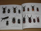 動植物関連書籍 ＞ 節足動物 ＞ 昆虫（甲虫） ＞ カブトムシとクワガタ 