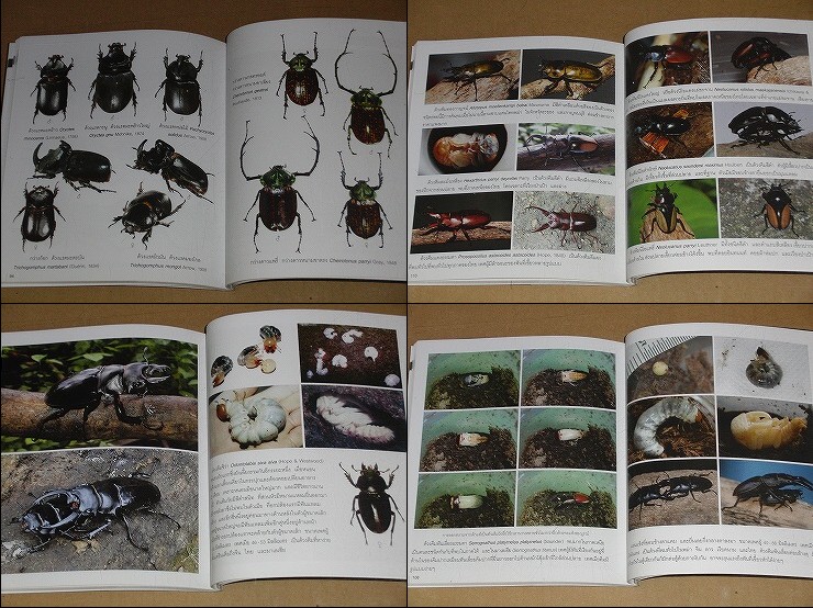 動植物関連書籍 ＞ 節足動物 ＞ 昆虫（甲虫） ＞ カブトムシとクワガタ 