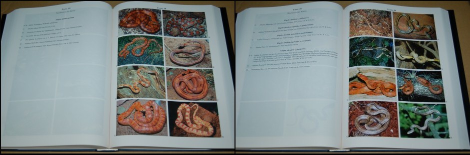 シュルツのエラフェ大図鑑 爬虫類 ヘビ ナミヘビ 洋書 学術書 飼育 ...