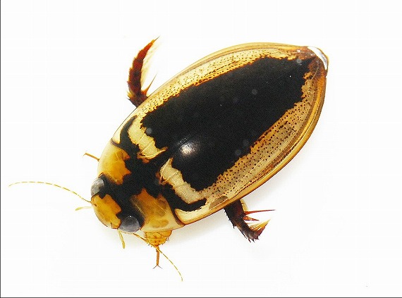 タイ産 ゲンゴロウセット 13-16mm タイ産 ゲンゴロウセット 13-16mm