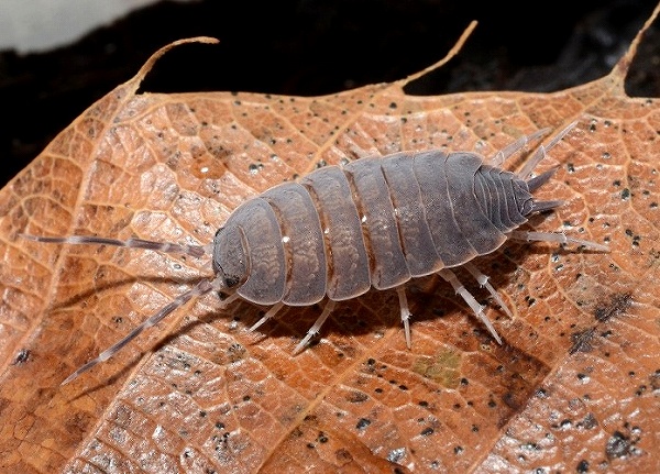 生き物（昆虫・他） ＞ その他の生き物 ＞ ダンゴムシとワラジムシ ＞ カタール産ワラジムシ