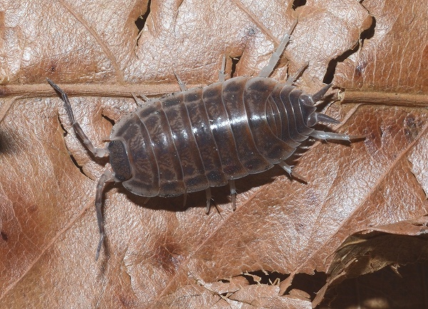 生き物（昆虫・他） ＞ その他の生き物 ＞ ダンゴムシとワラジムシ ＞ キルギス産オオワラジムシ