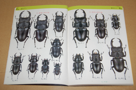 動植物関連書籍 節足動物 昆虫 甲虫 台湾のクワガタ図鑑