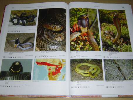 動植物関連書籍 ＞ ☆再入荷洋書 1 ＞ テラログ・世界のヘビ図鑑 